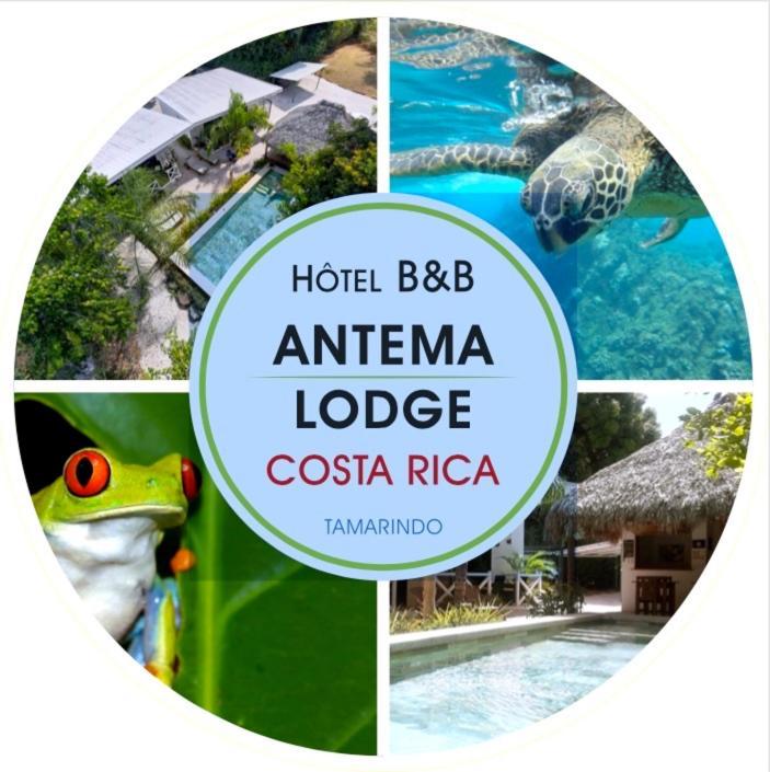 Antema Lodge Secteur Tamarindo, Piscine, Yoga, Gym, Jungle Et Paix Zewnętrze zdjęcie